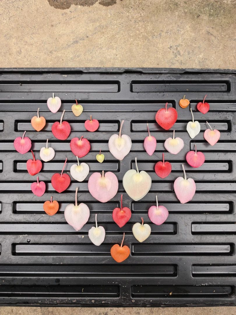 心蕾秋海棠直播现场链接