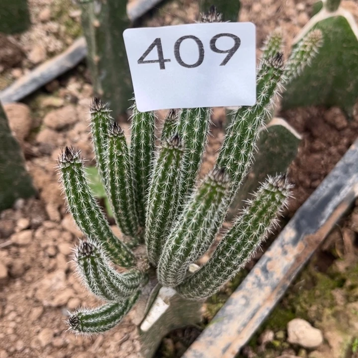 枫***红银妞^_^^_^^_^409