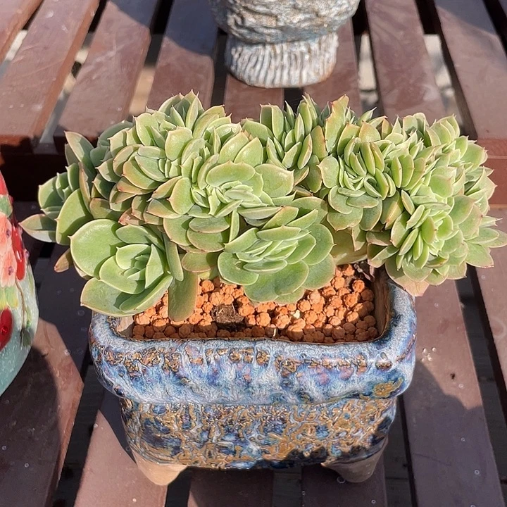 星娜塔缀化多肉植物