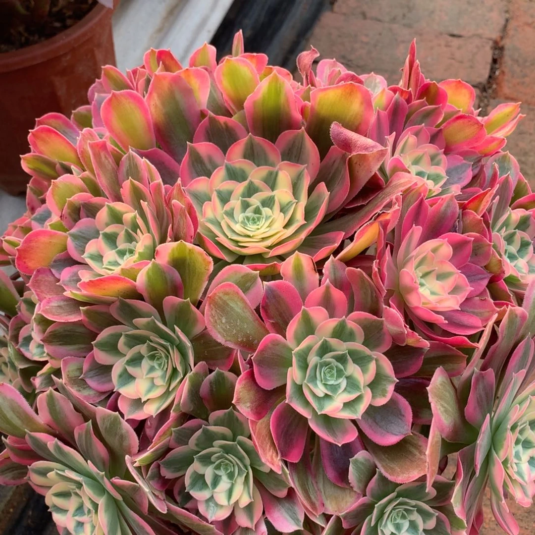 男神捧花，多肉植物