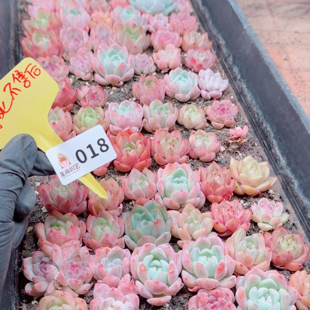 多肉植物多肉植物