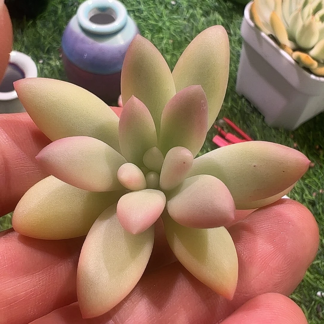 我***么多肉植物多肉植物