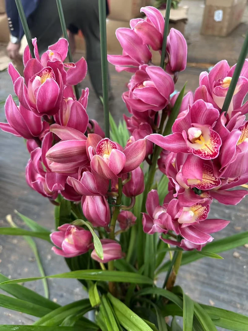 年宵花【光彩】5支剑大花蕙兰高端名贵兰花盆栽南北方好养