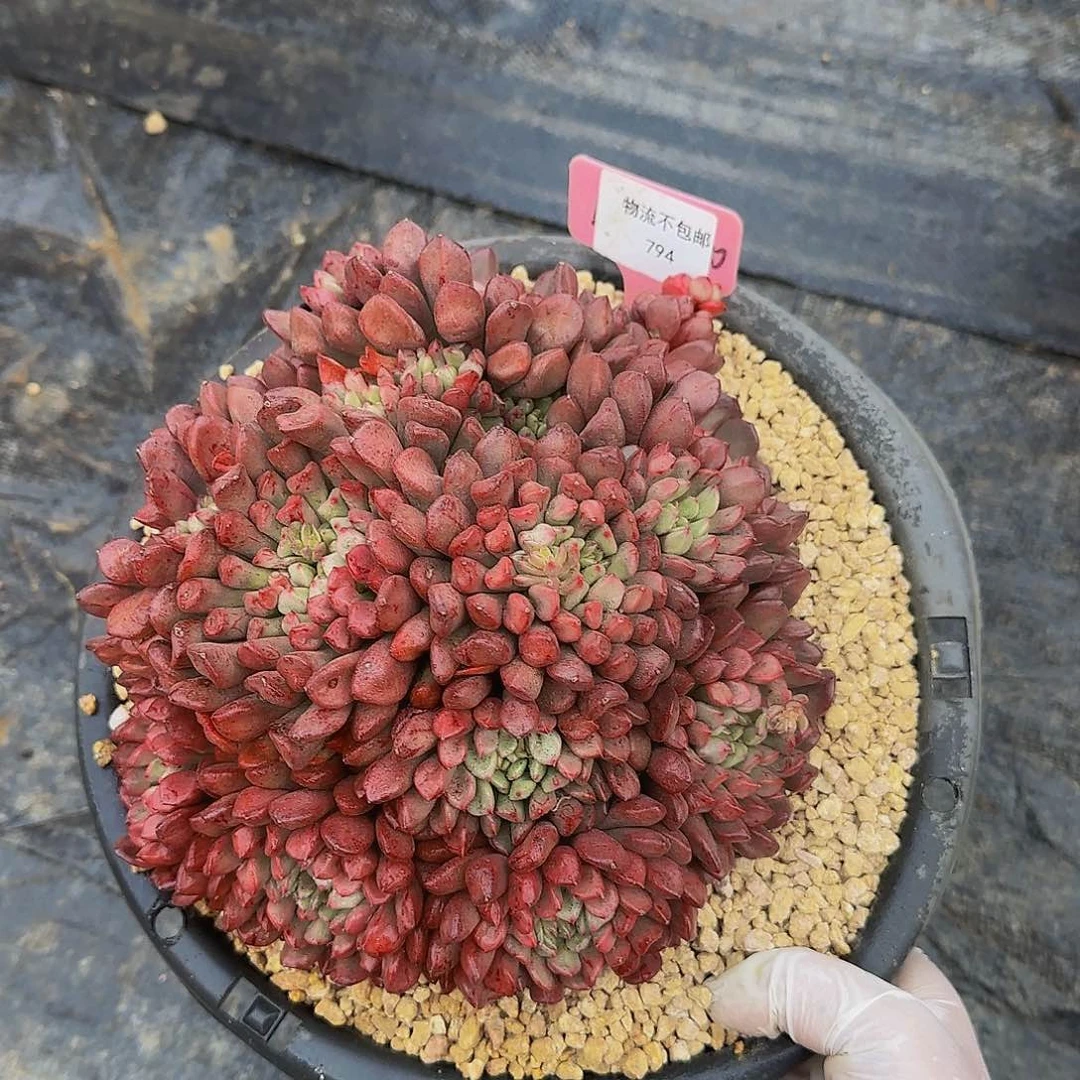 劳*点呃哦哦哦哦咯哦哦哦哦哦哦