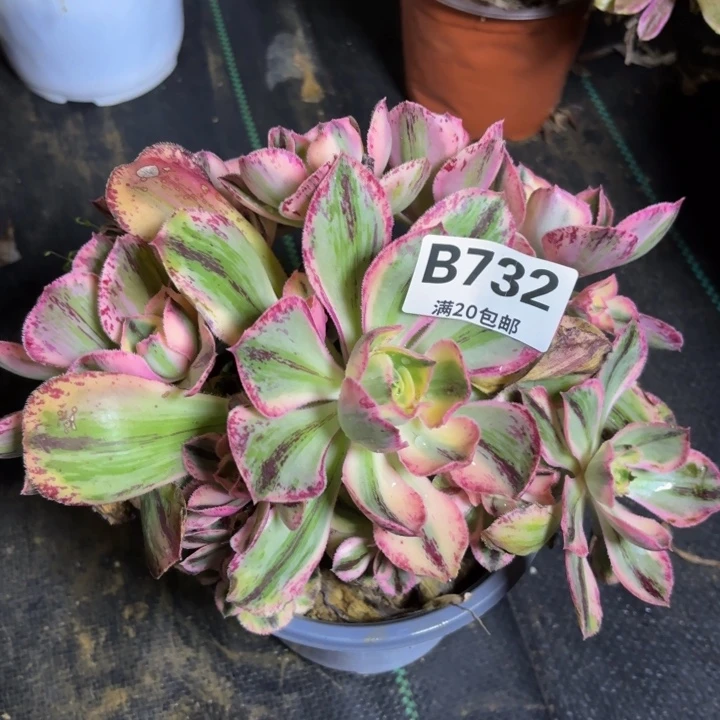 瑞妈一物一拍732