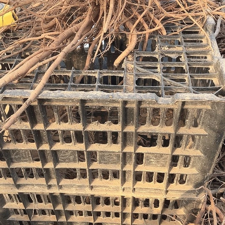 完全开放牡丹花开