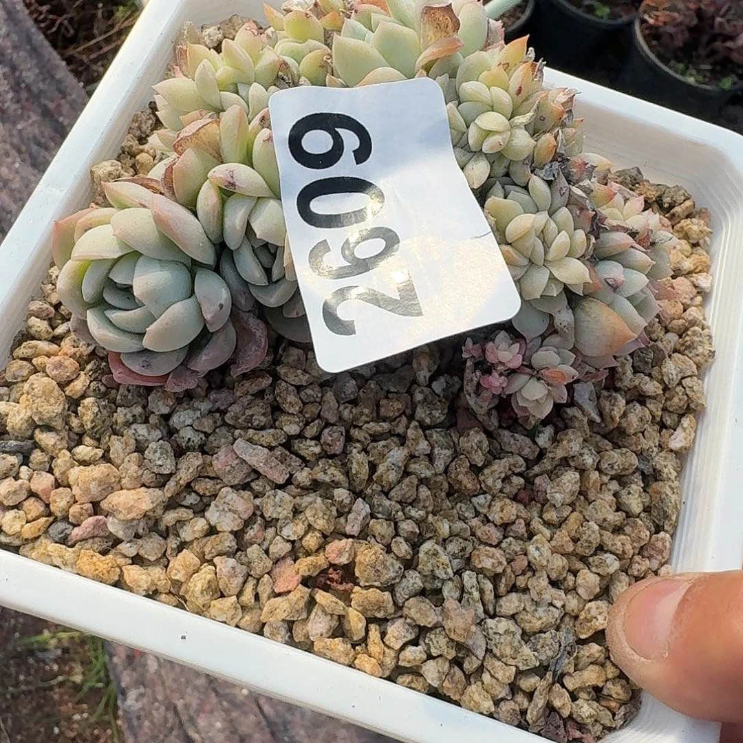 瑶*瑶316161616616161