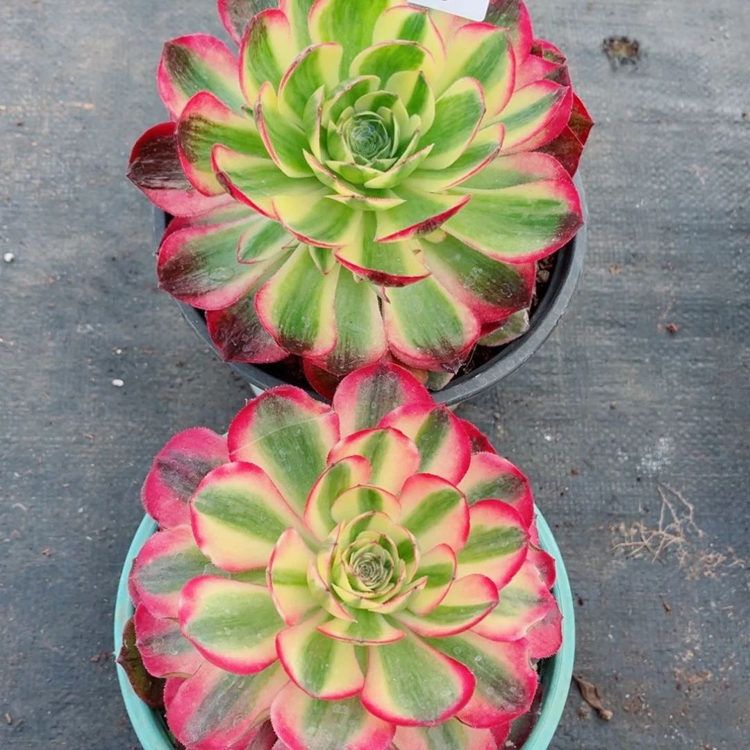 一物一拍多肉法师46