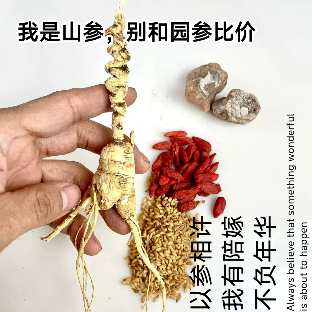 1支10克重老山参林下参生晒参干人参红参以芦碗论价赠配料教用法