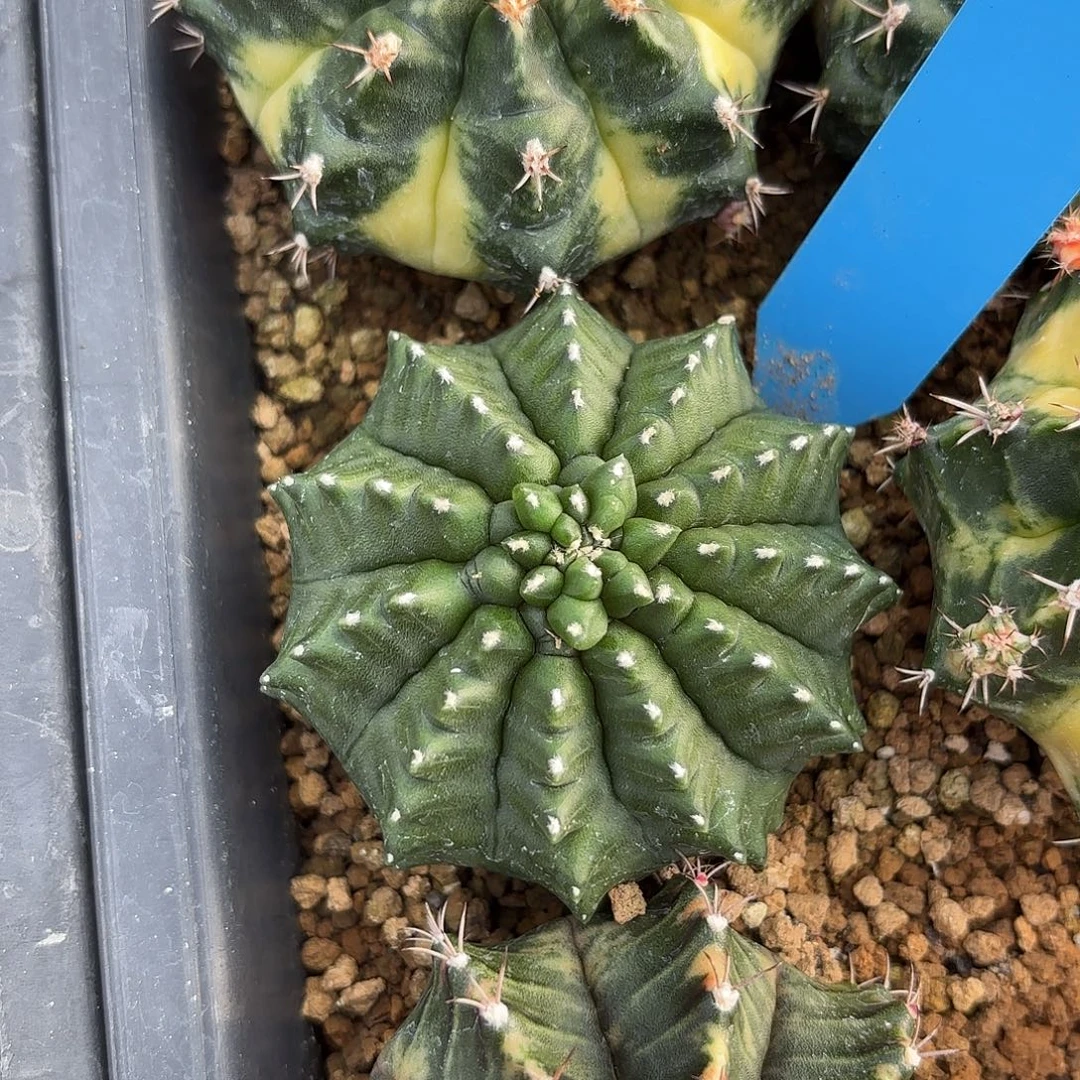 Z1020-1116泰国米哈貘