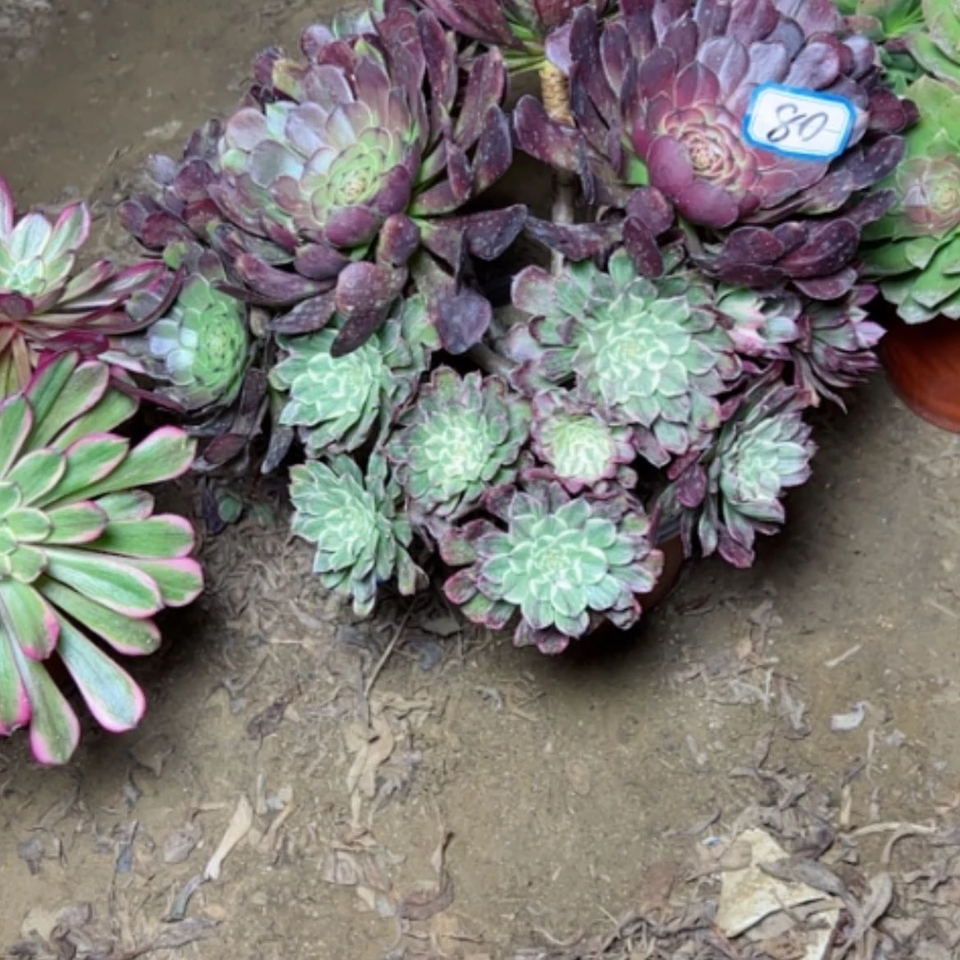 【闪购商品】曼**华多肉植物阴阳80