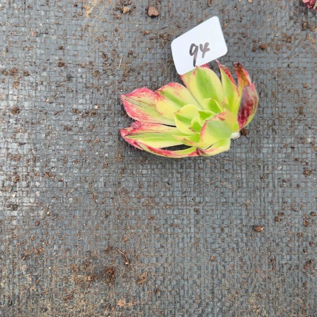 4伯爵无根多肉椅子