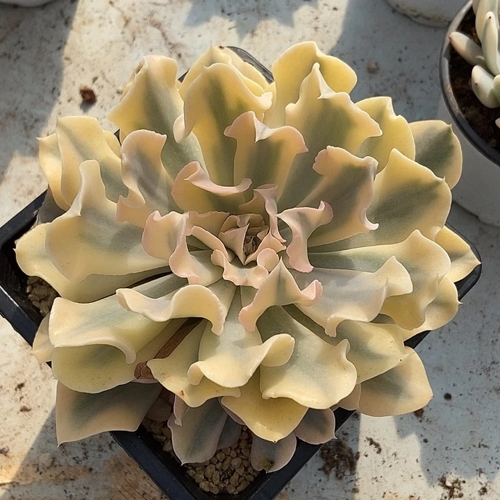 丽比里亚锦多肉植物