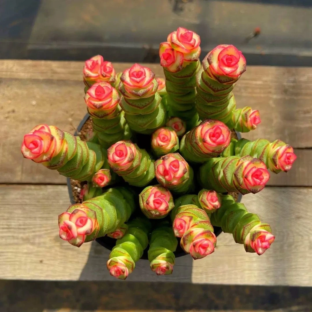 【满9.9包邮】钱串花锦前程似锦6.5㎝盆多肉植物阳台办公室花卉