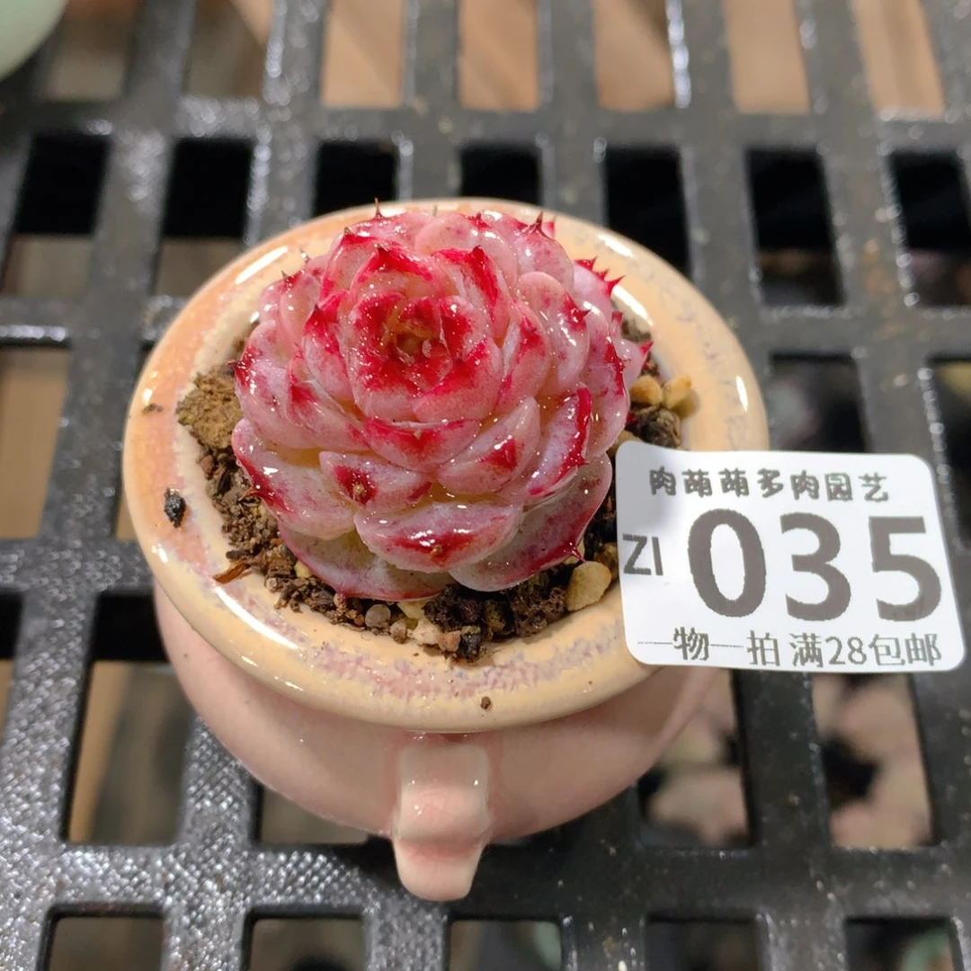 肉萌萌拇指盆精控多肉ZI035