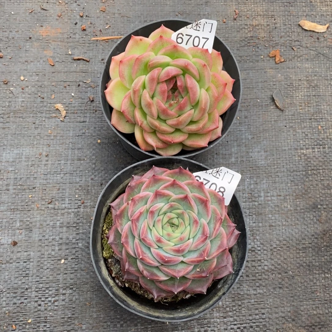 红***语杂交精品多肉6707~6708