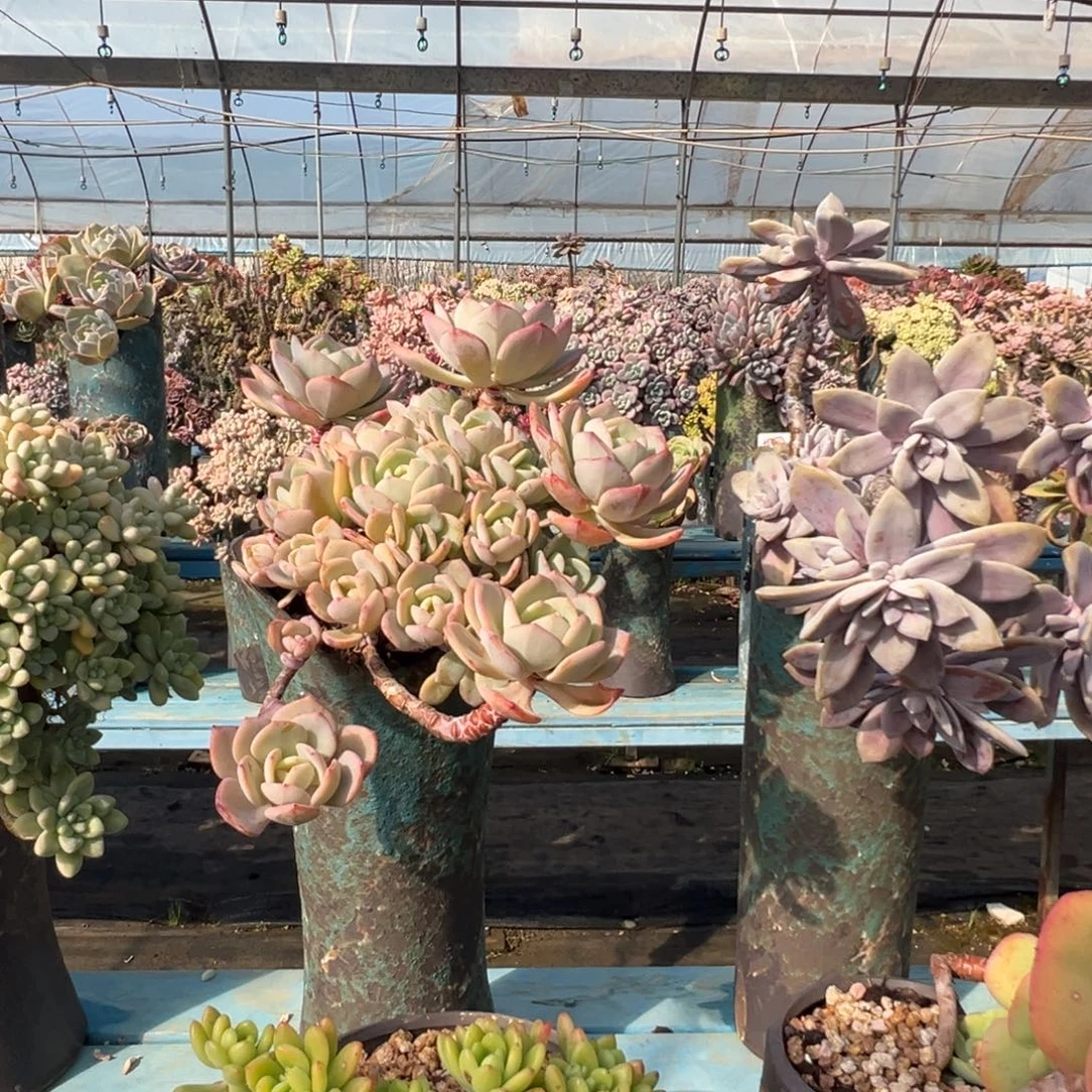 精品白月光妖桩 裸肉