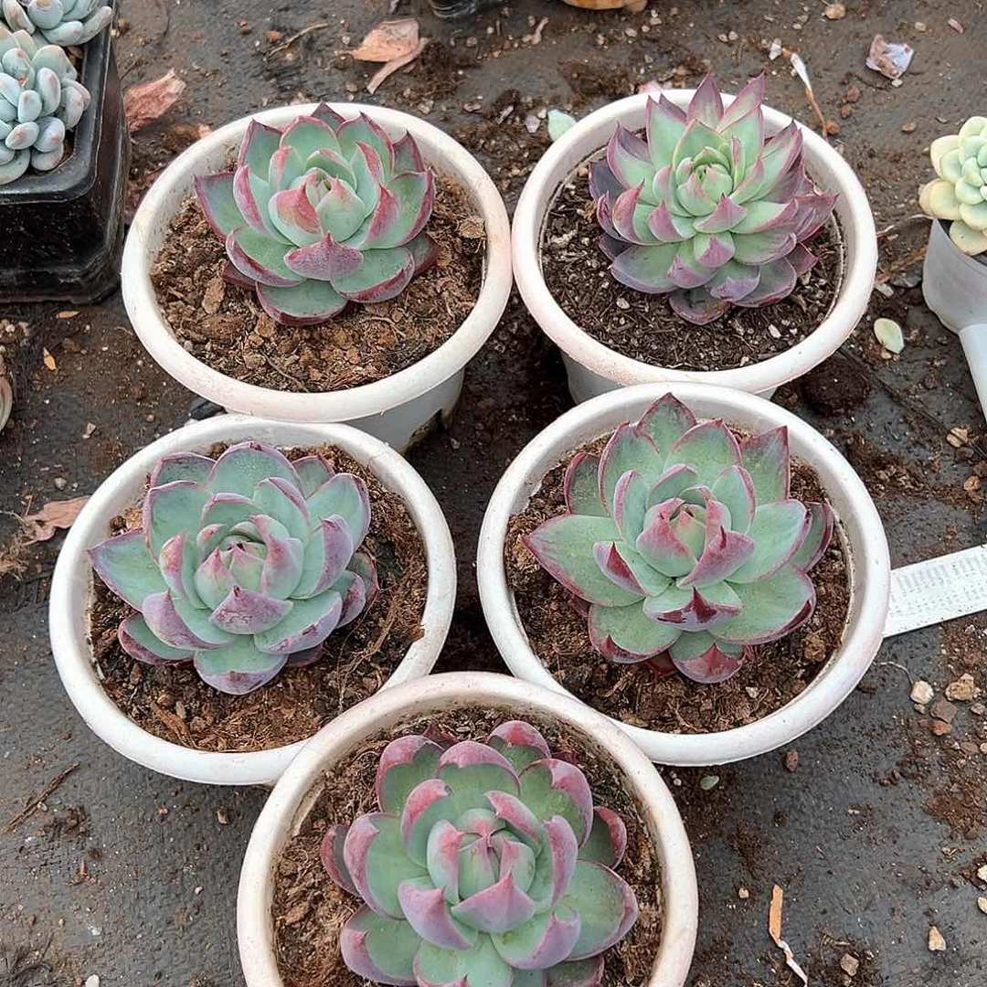 薄**凉多肉植物一物一拍