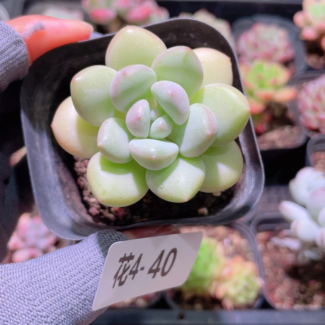 花利美 4-40泡泡糖