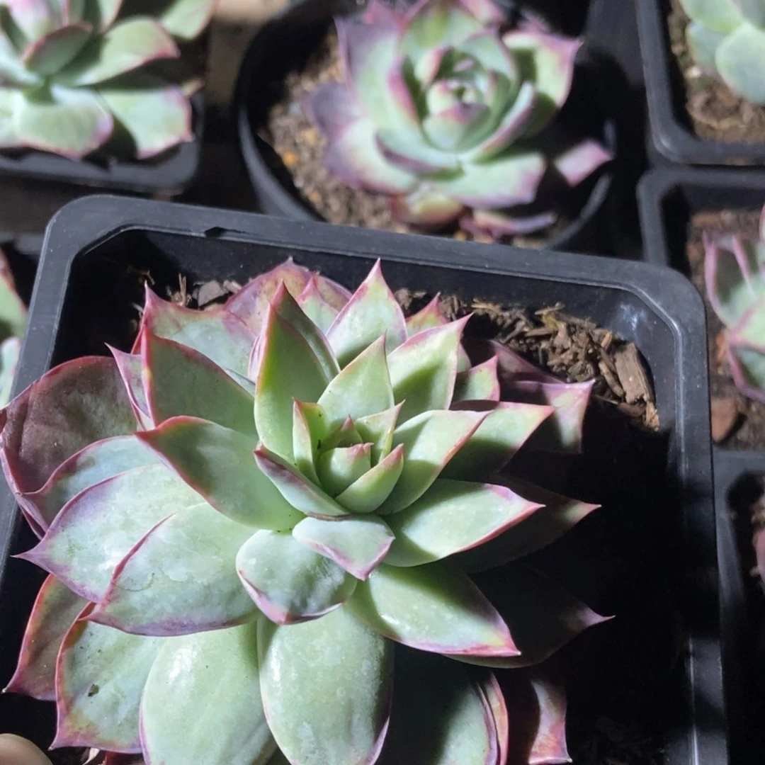 敏***敏惊鸿一瞥多肉植物保护