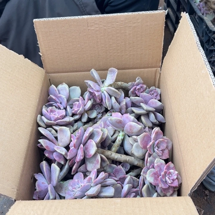 地栽血斑紫乐装箱，不售后，昆明发货