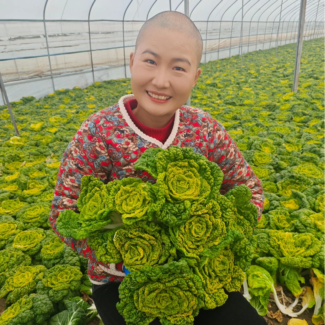新鲜黄心菜黄心乌塌菜火锅蔬菜卷心菜宝塔菜黄窝窝当季脆嫩青菜