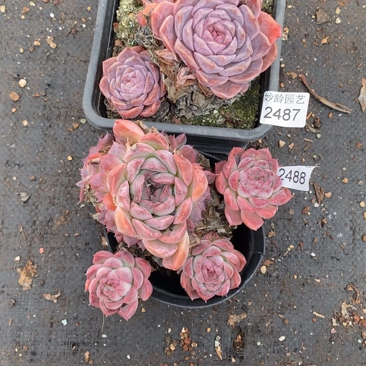 小***y2487.2488.散群掉头不售后～11厘米