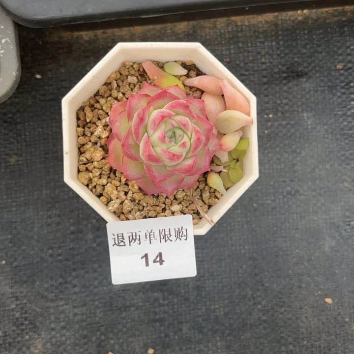 慢****,14一物一拍多肉