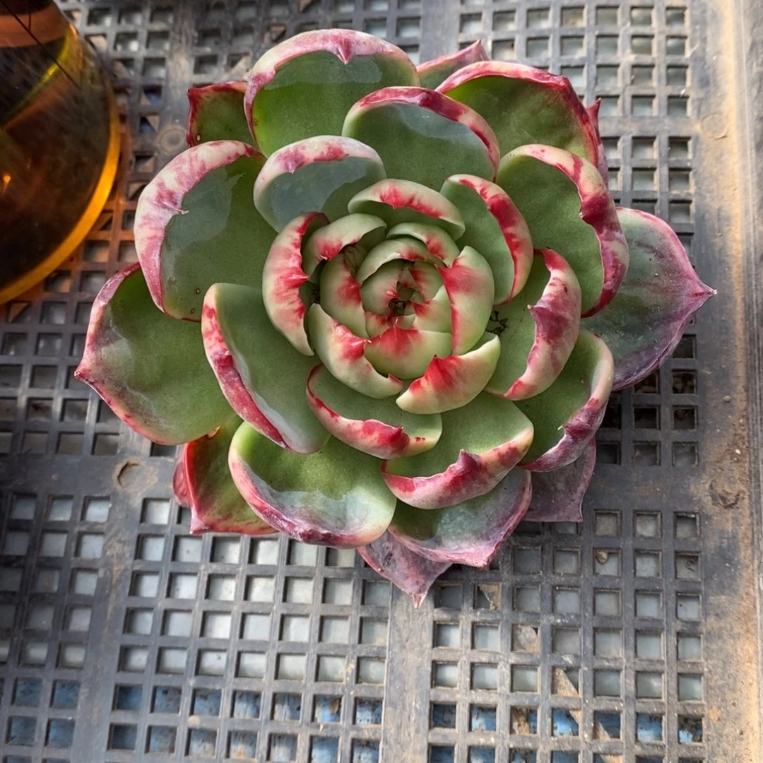 ꧁***꧂      32。