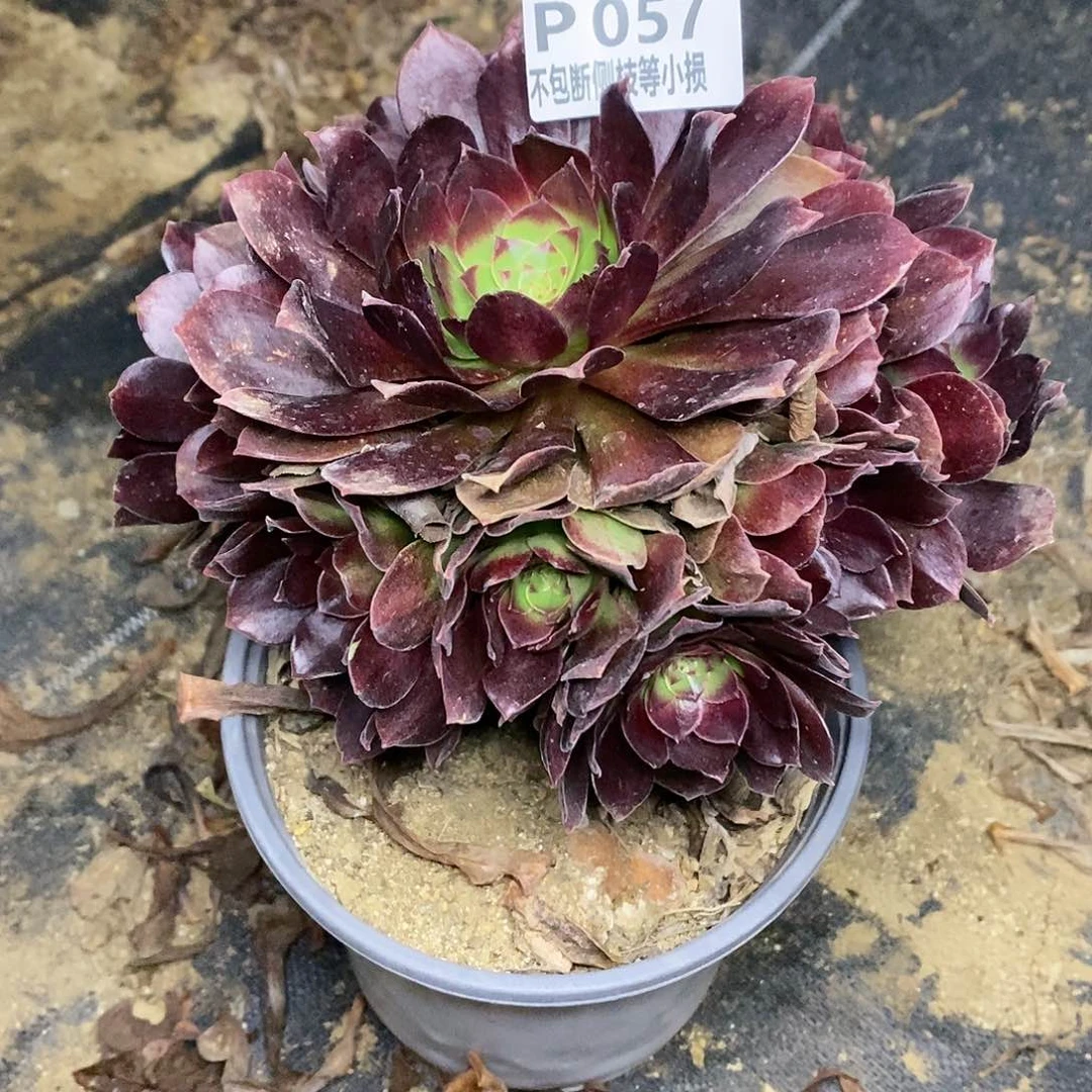 057赤焰莲多肉法师锦