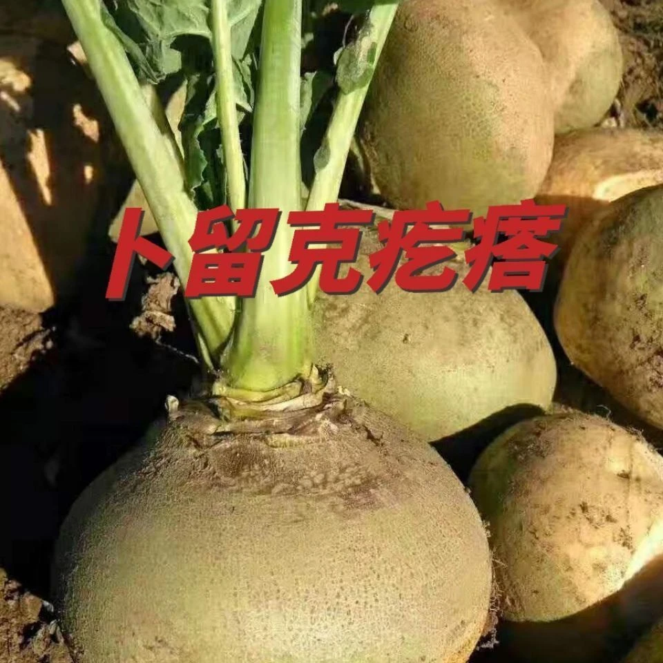 东北鲜卜留克疙瘩