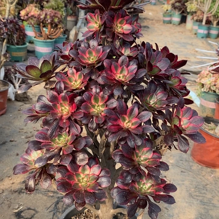 丽娜多肉植物70。
