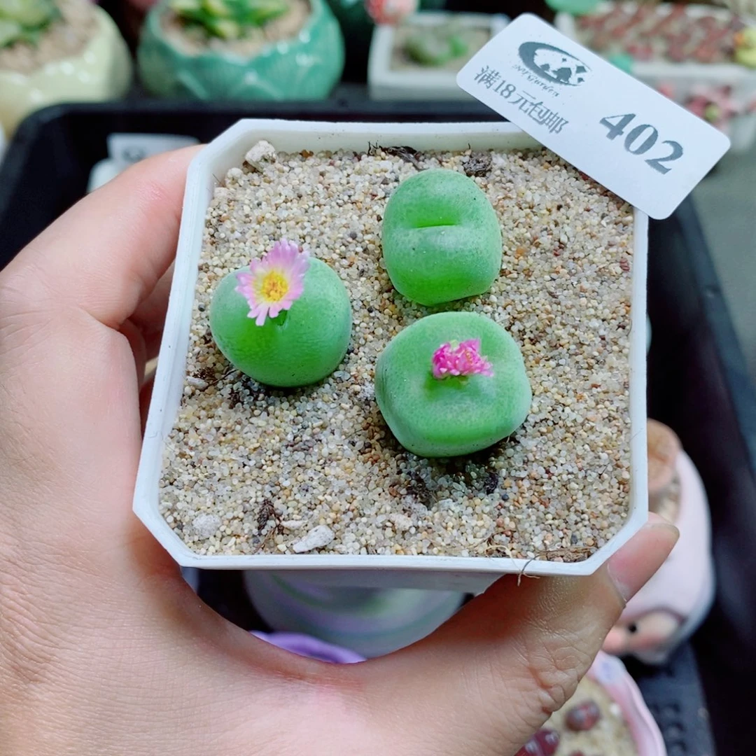 生石花花花花花花402