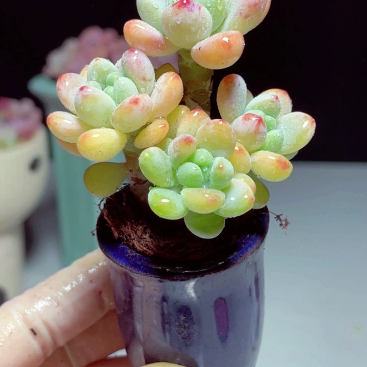 罗琦样品1颗带盆号11