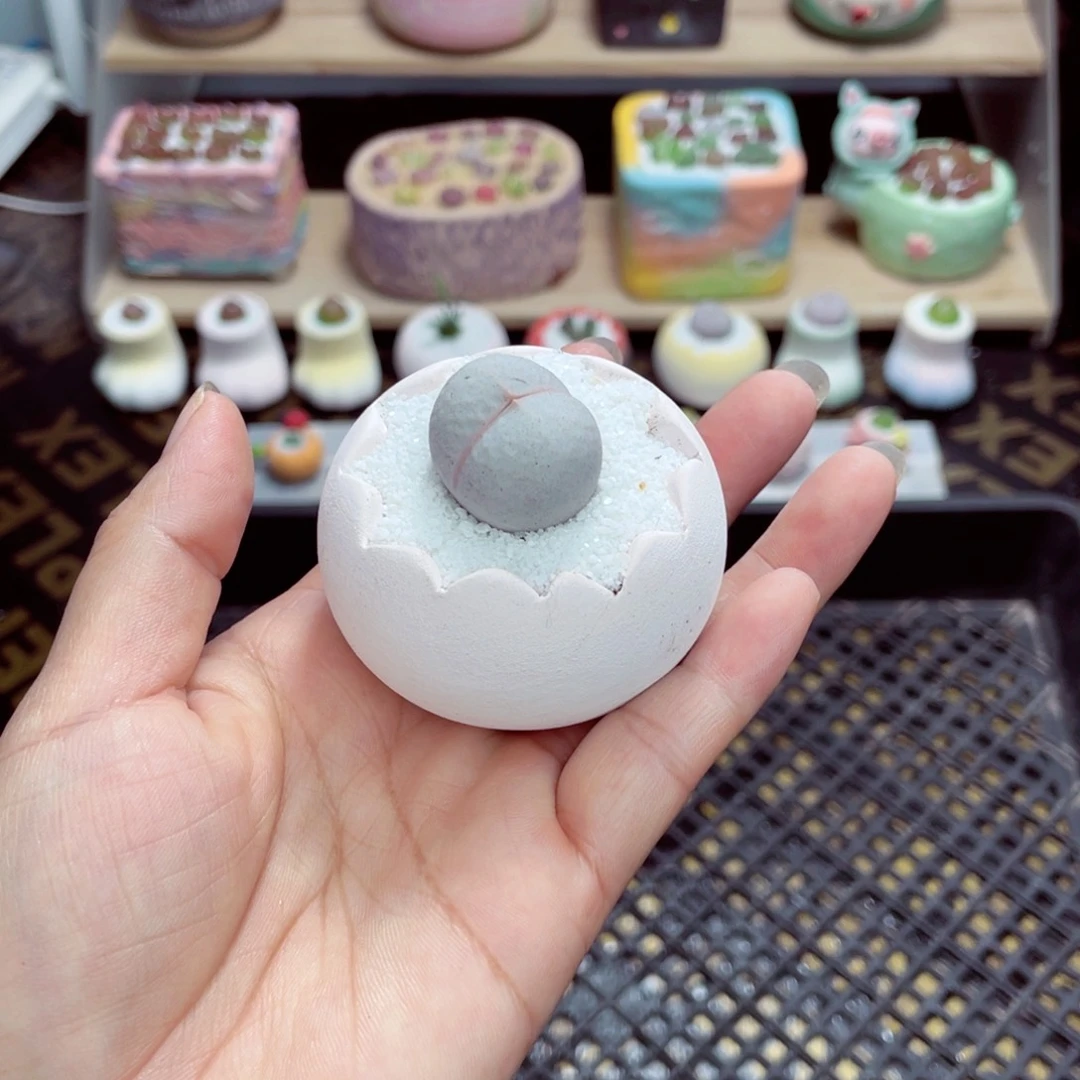 w1329 带盆土发货一物一拍