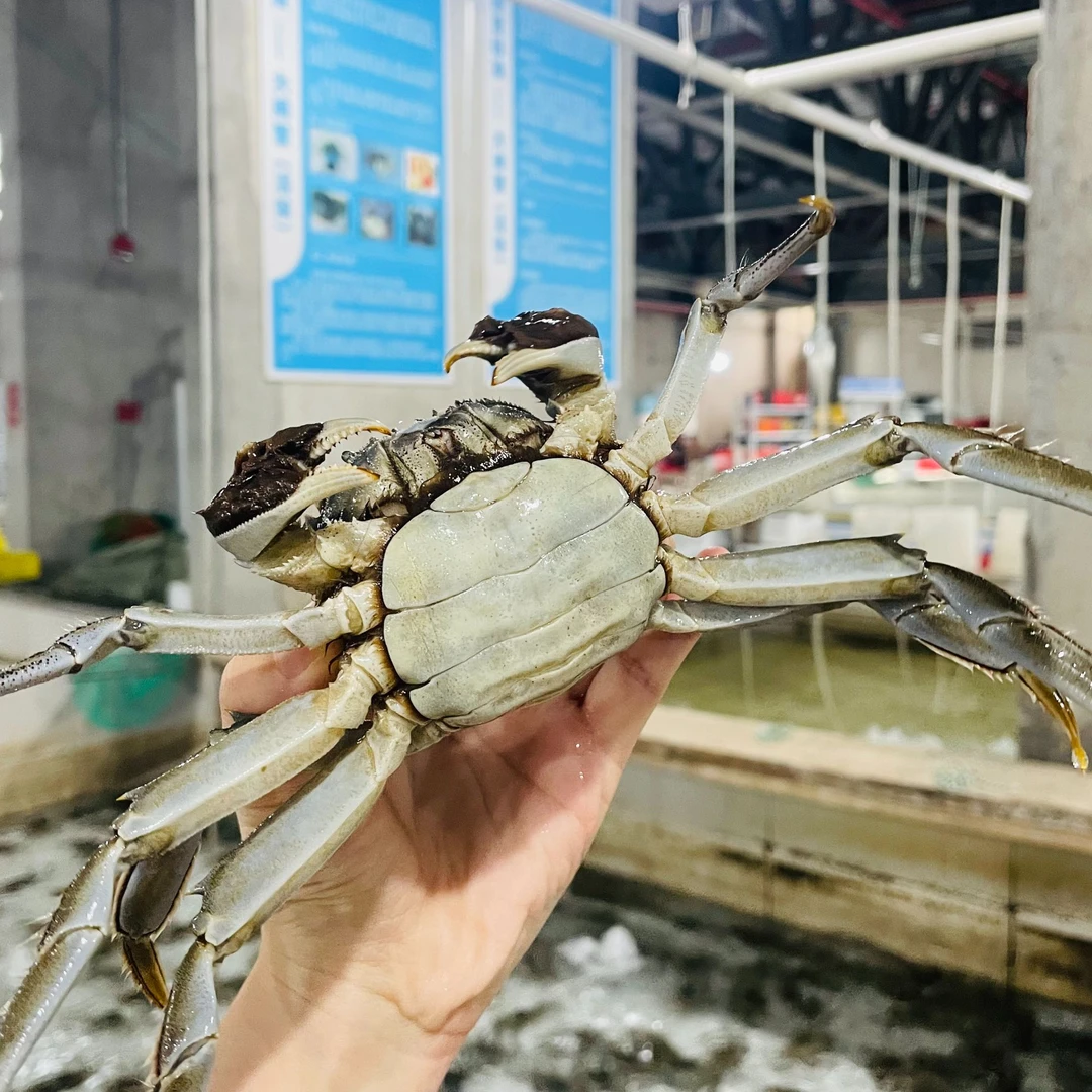 【活蟹】苏州大闸蟹母蟹2.5-2.8两10只（坏死包赔）