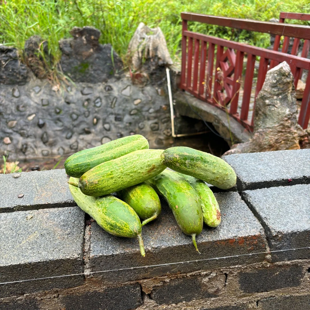 云南曲靖农家自种新鲜旱黄瓜现摘现发清脆爽口