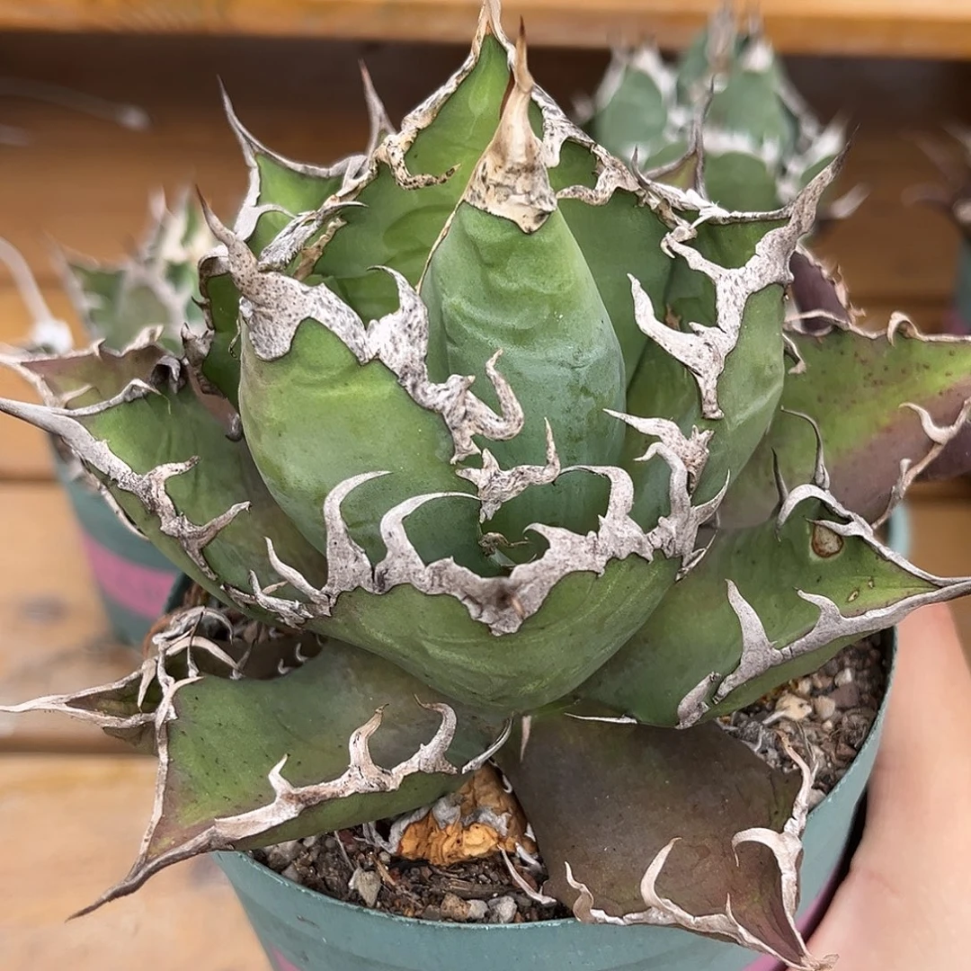 优选狂刺凯撒，超包，大漏