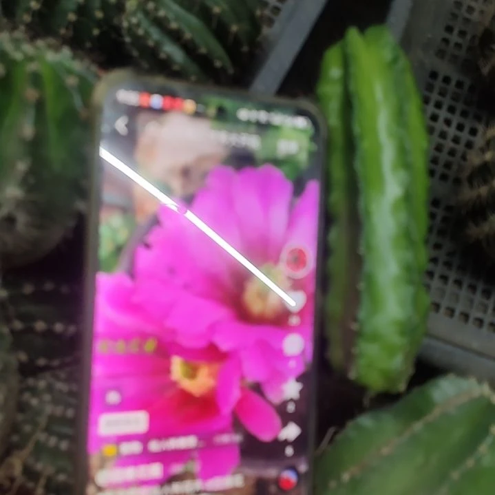 仙人球紫翠虾侧芽