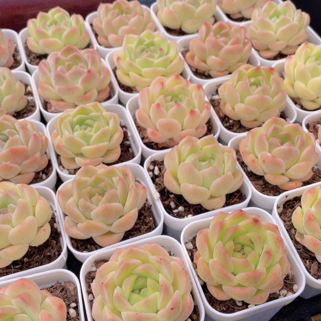 量拍12号 白桃汽水单头2个