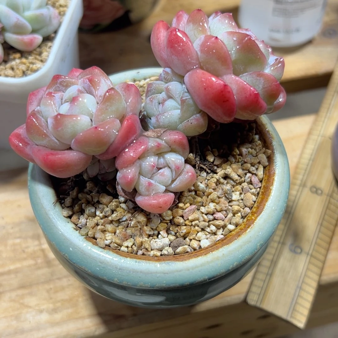 小*红冰玉粗腿无砍