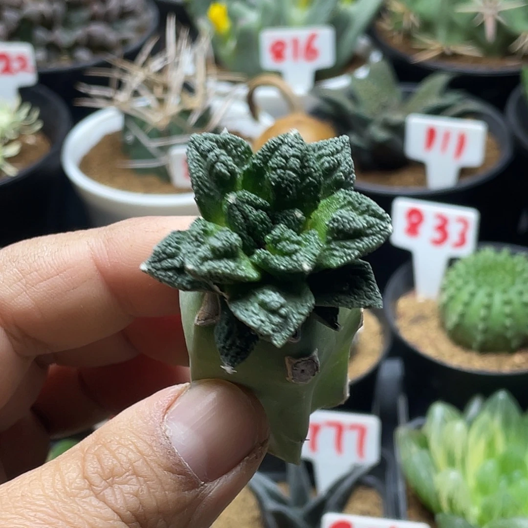 苗接辛顿牡丹 不售后 包邮