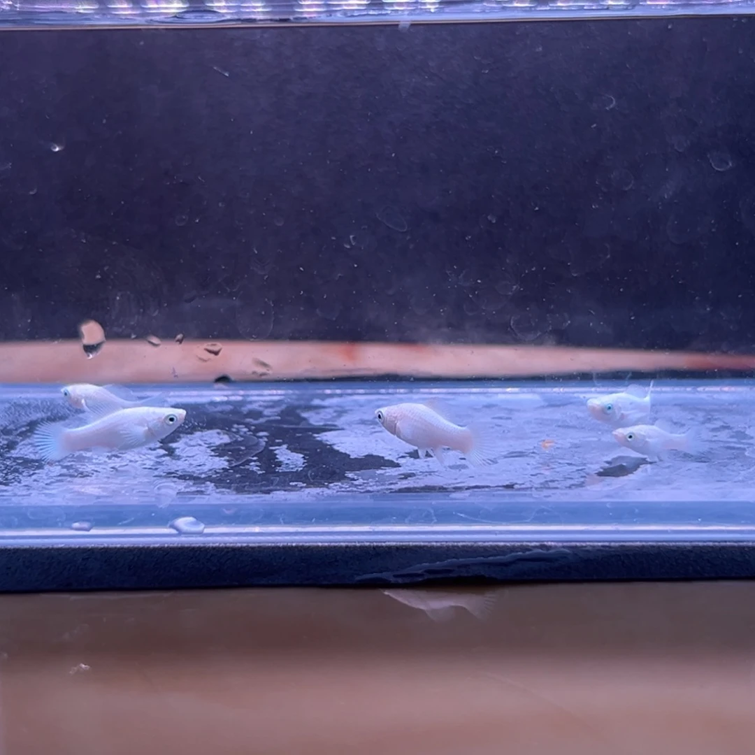 孔雀鱼瓷白崽两条备损三条