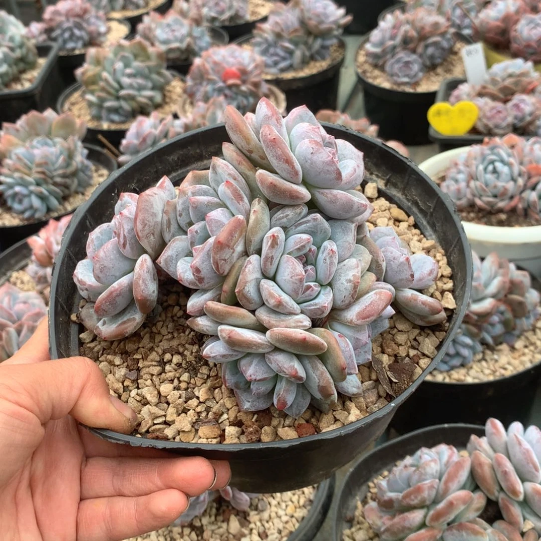 无花朵树型8头哈哈哈哈哈哈
