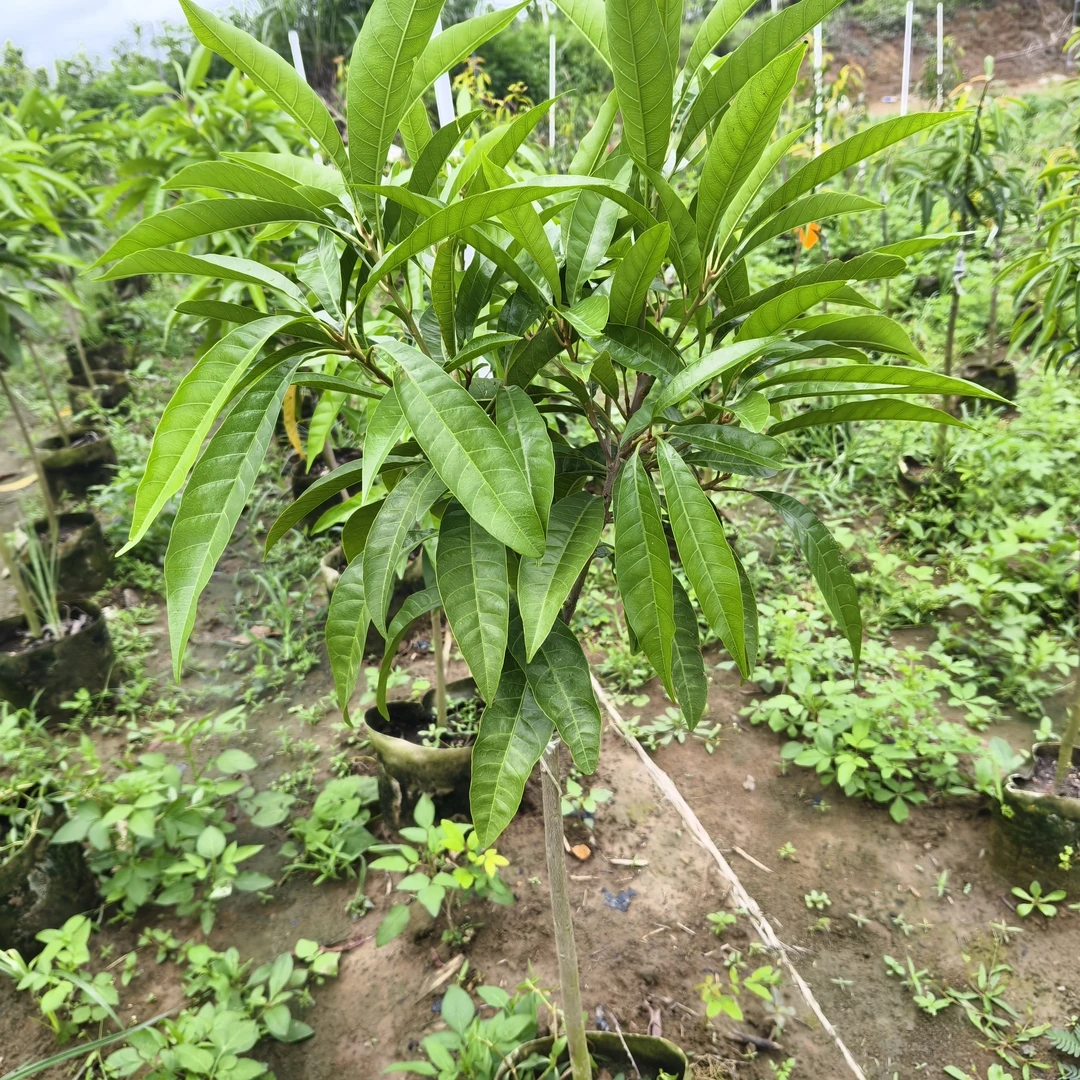 AL罗斯果，大苗明年丰产       绿植盆栽，【顺丰包邮】