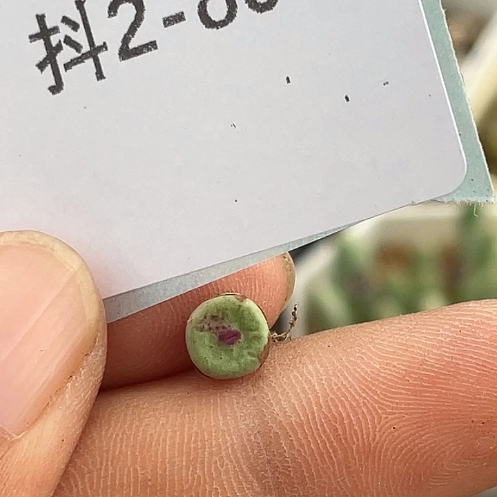 2-80嘴多肉植物肉锥