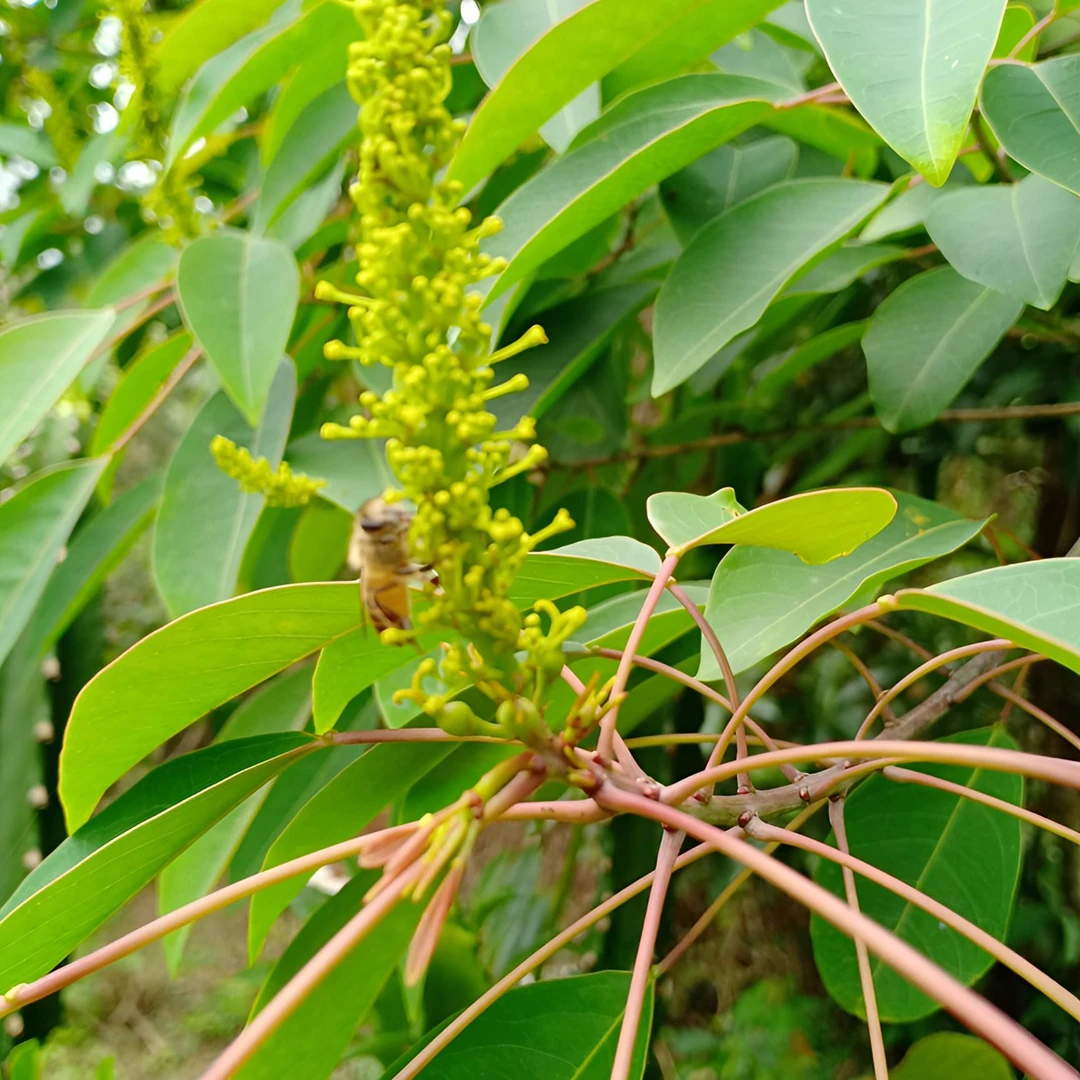 乌纠【6~7月开花】流蜜猛散粉多养蜂人收集蜜粉源每年开花养蜂物资