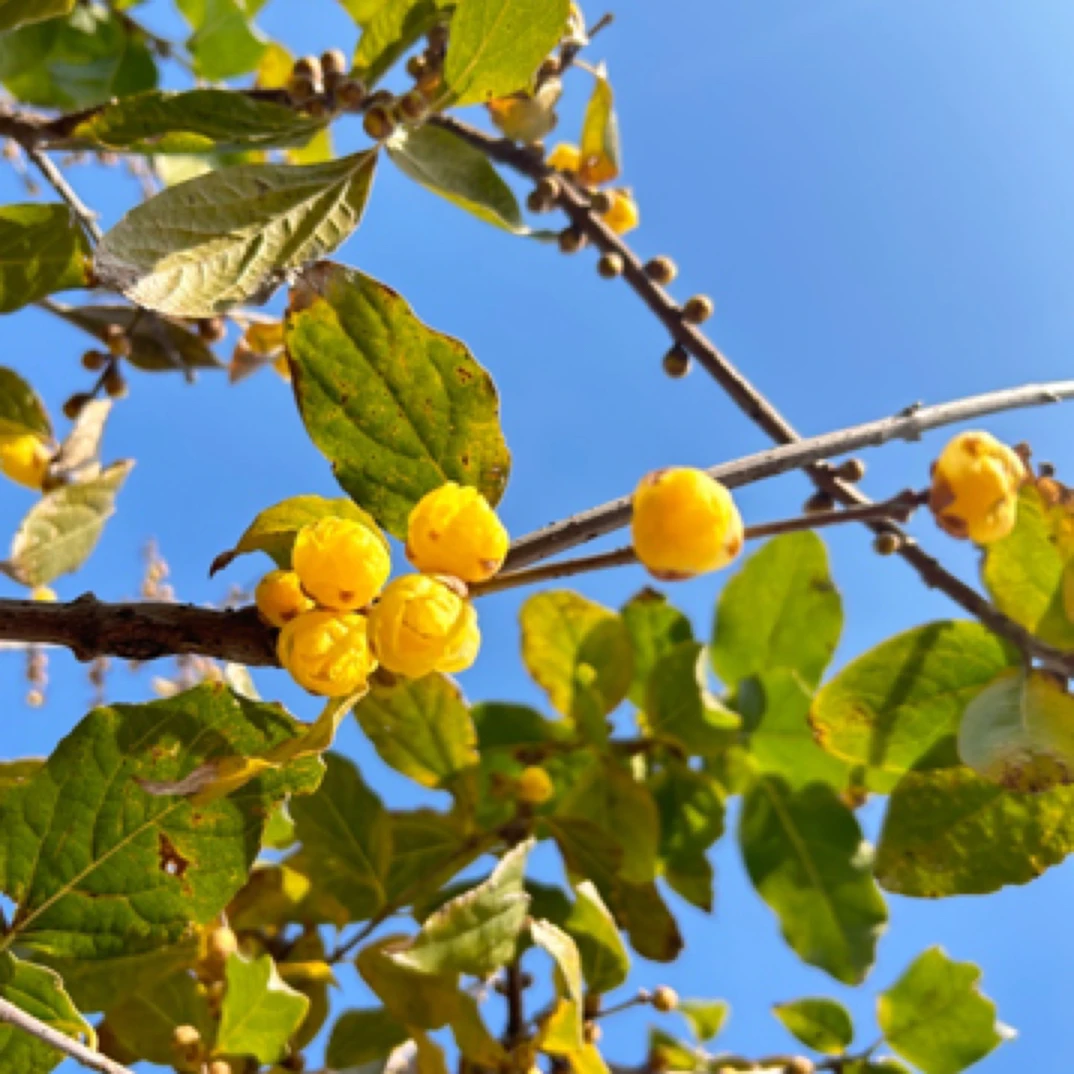 一物一拍庭院植物蜡梅过年开花植物