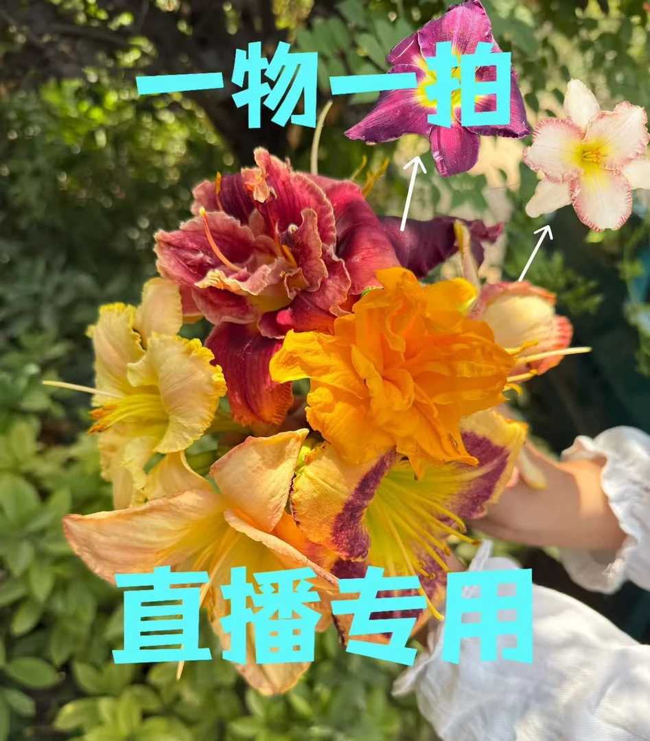 大花萱草 组合专拍 直播专用