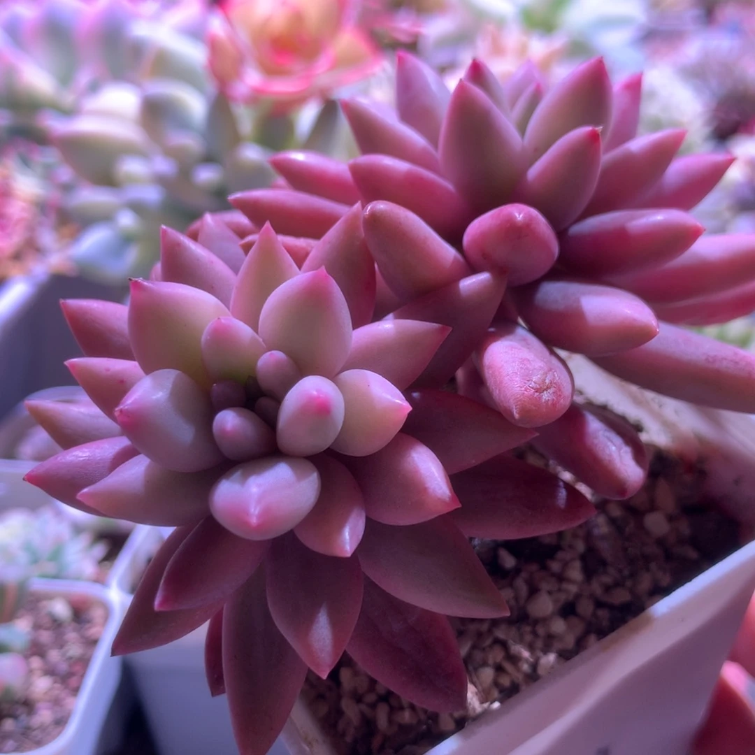 深夜福利蜜桃啵啵双头有根